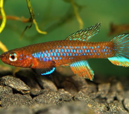 African-Killifish.jpg