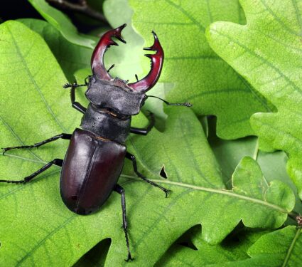 Stag,Beetle,In,An,Oak,Forest.,Close,Up.