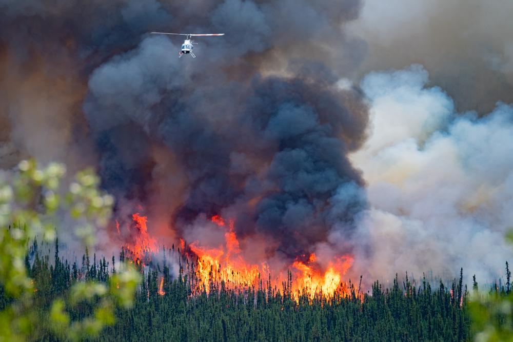 Wildfires spread farther where woody plants replace grasses