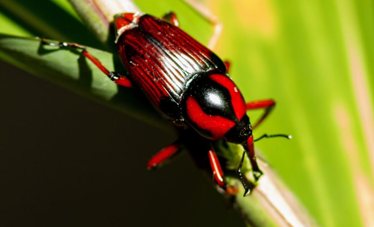 Pollinators are not just attracted to plants by scent, but also by humidity