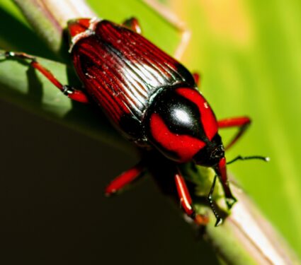 Weevil.jpg