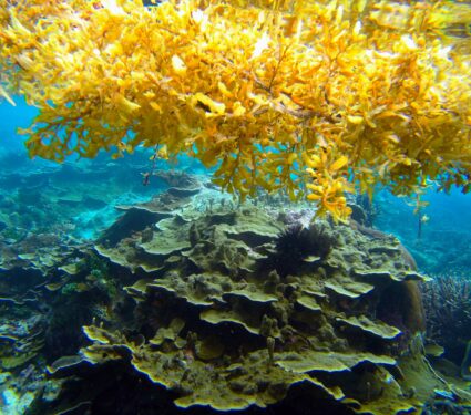 Sargassum.jpg