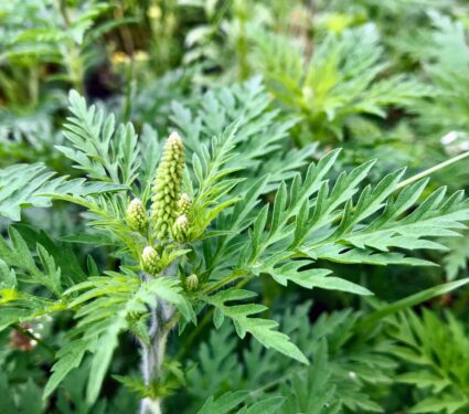 Ragweed-3.jpg