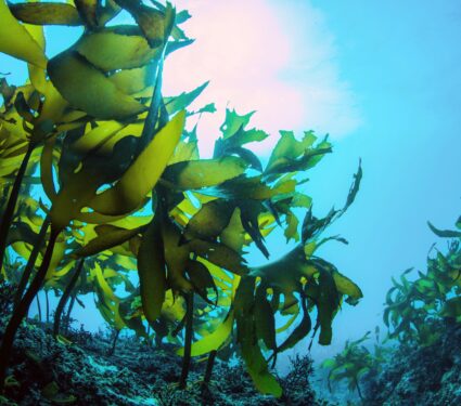 Reef-health.jpg