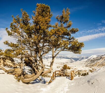 Whitebark.jpg