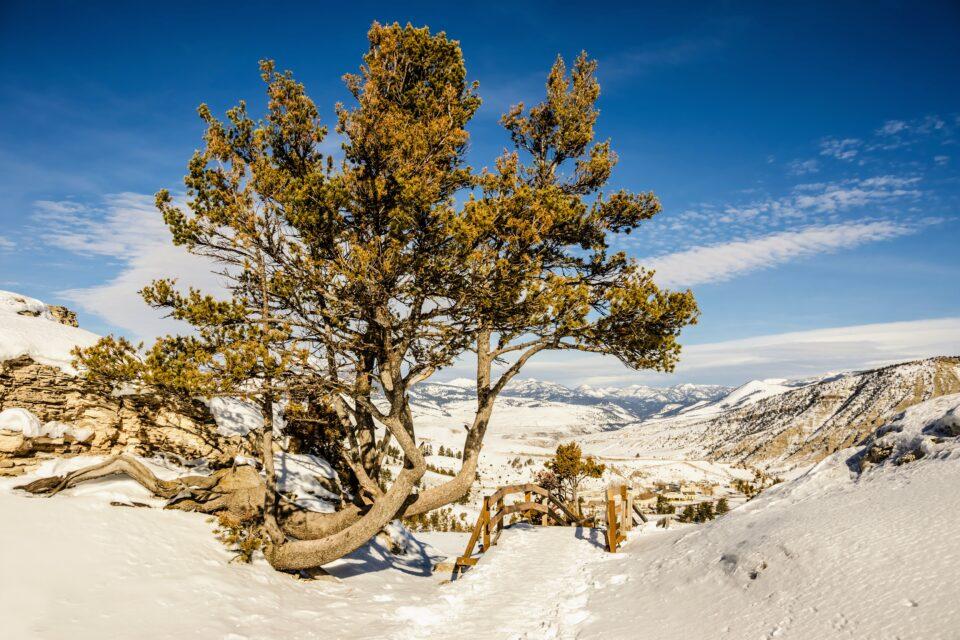 Droughts can actually benefit trees in certain circumstances