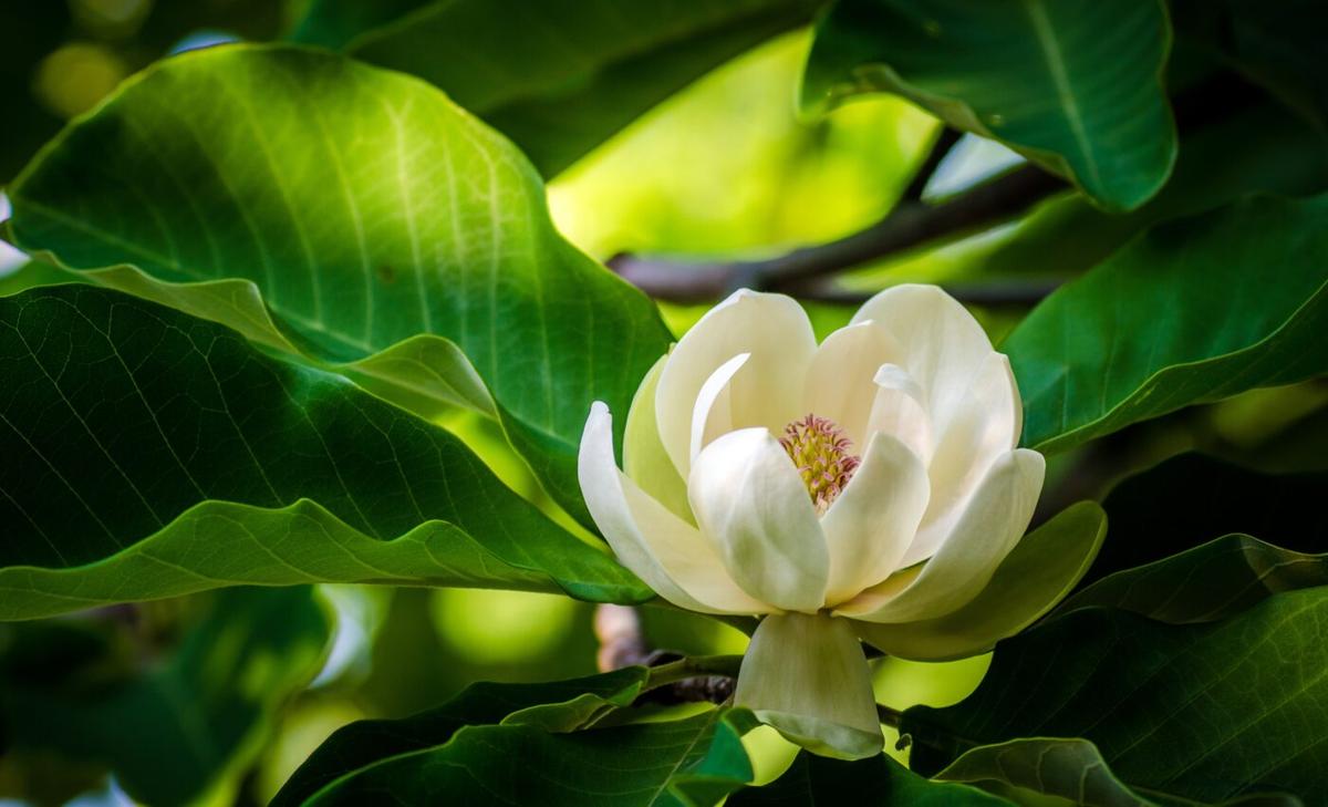 Magnolia tree compound may be effective against the next coronavirus