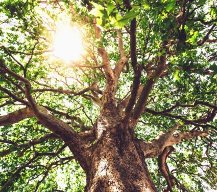 Tree-diversity3.jpg