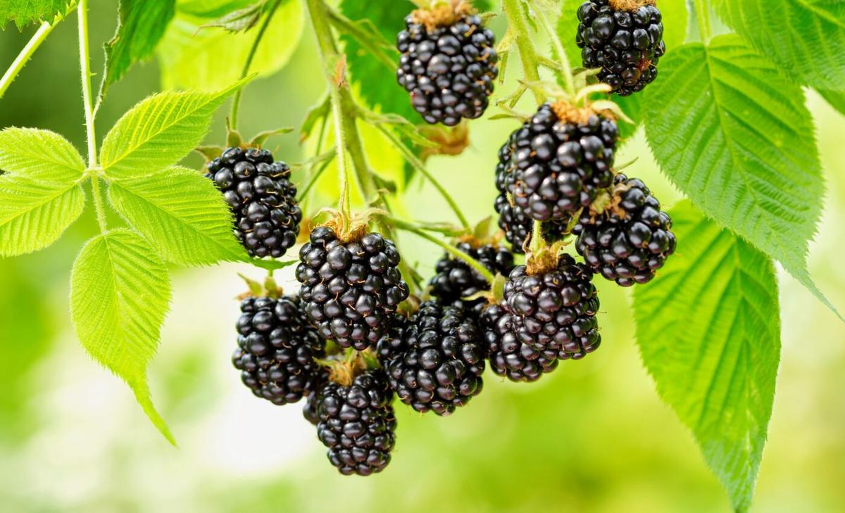 Flavonol-rich foods reduce the risk of developing frailty