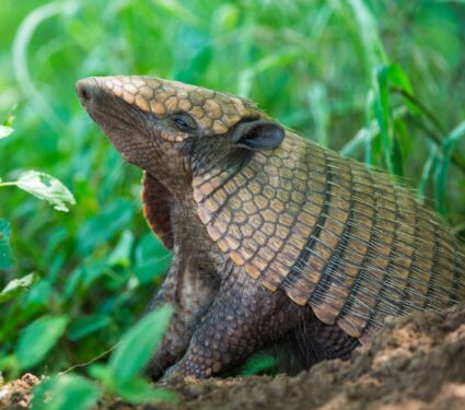 Armadillo.jpg