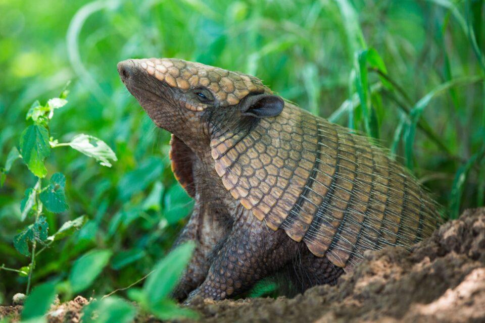 African spiny mice have the same defense armor as armadillos