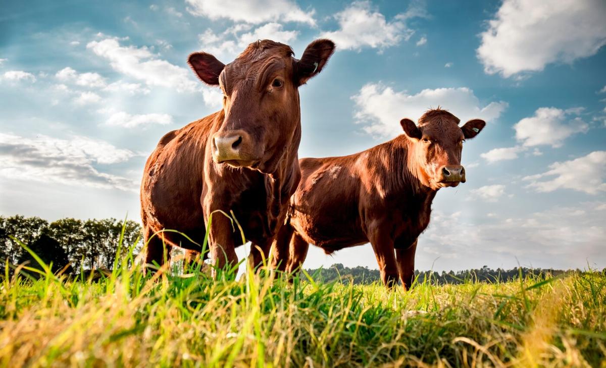 Melatonin’s benefits extend beyond sleep regulation for cattle