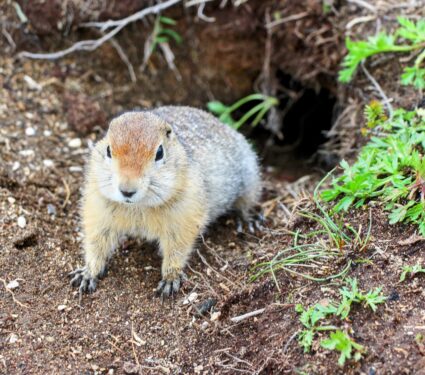 Arctic-ground-squirrel.jpg