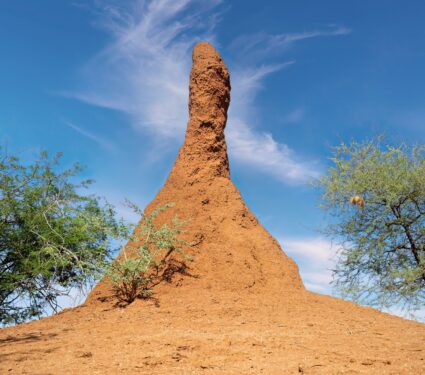 Termite-mound.jpg