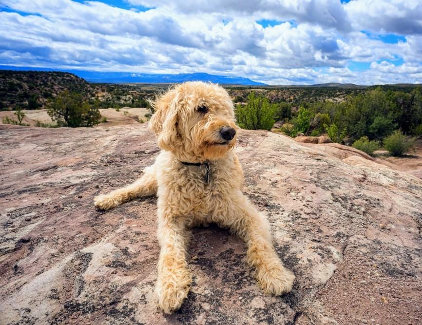 Unleashing affection: The most dog-loving states in America