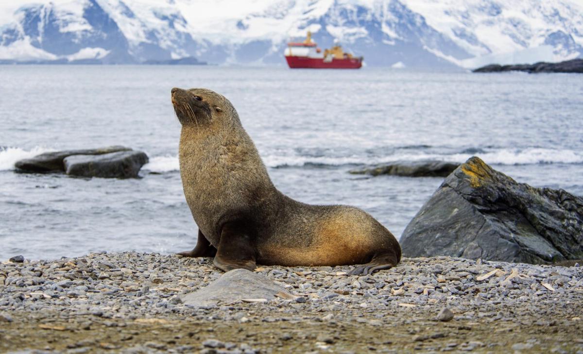 Invasive insect is transforming Antarctic soils, paving the way for new species