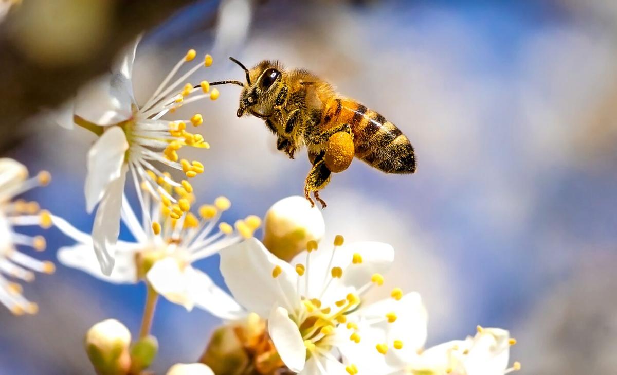 How do flying insects fight the wind to reach food?