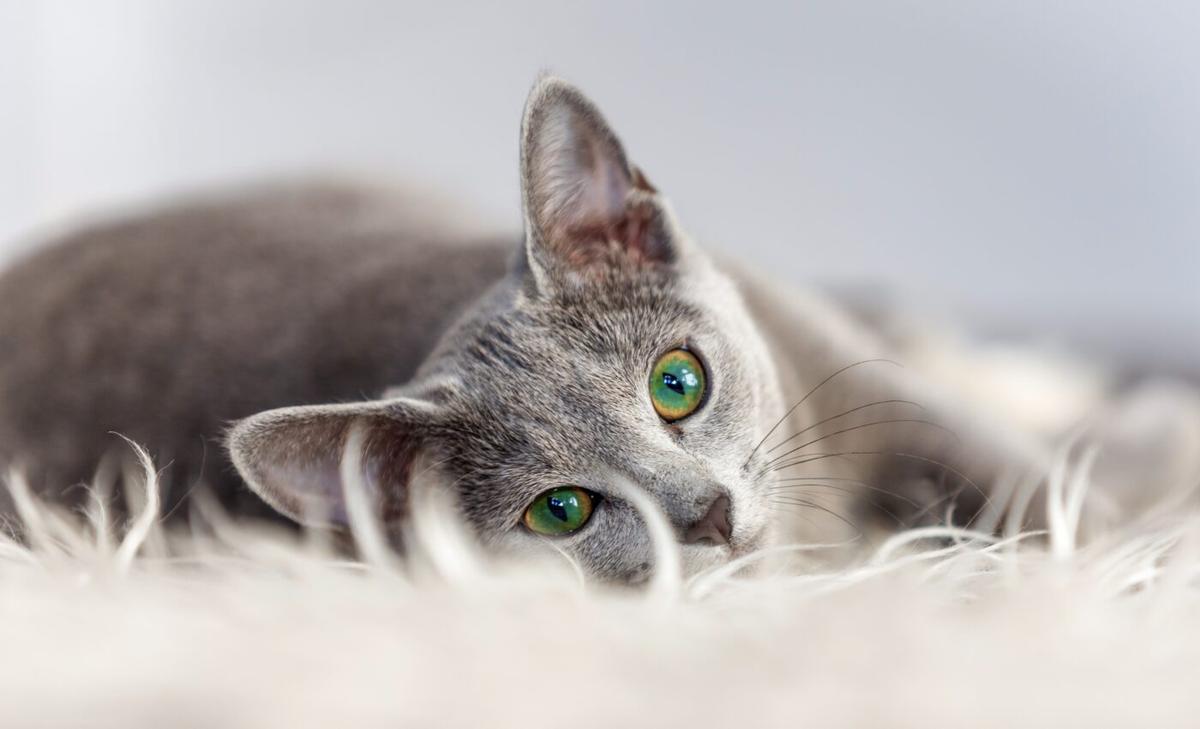Shock discovery: Cats play a role in spreading COVID-19