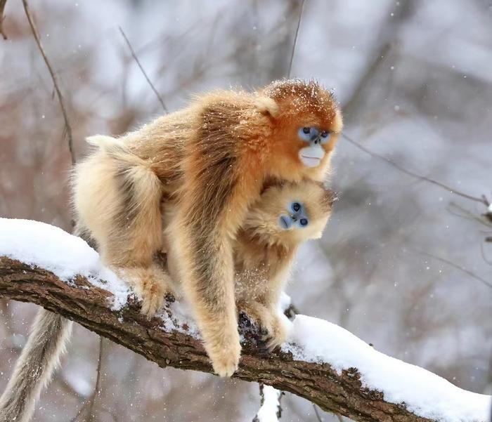 Cold climates led to longer maternal care among colobine monkeys