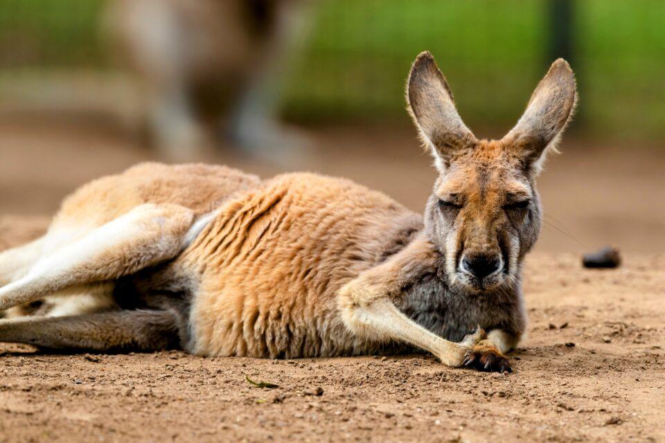 Young red kangaroos grow faster when exposed to dingoes