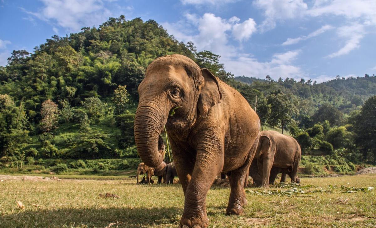 Protecting existing nature parks is just as important as creating new ones