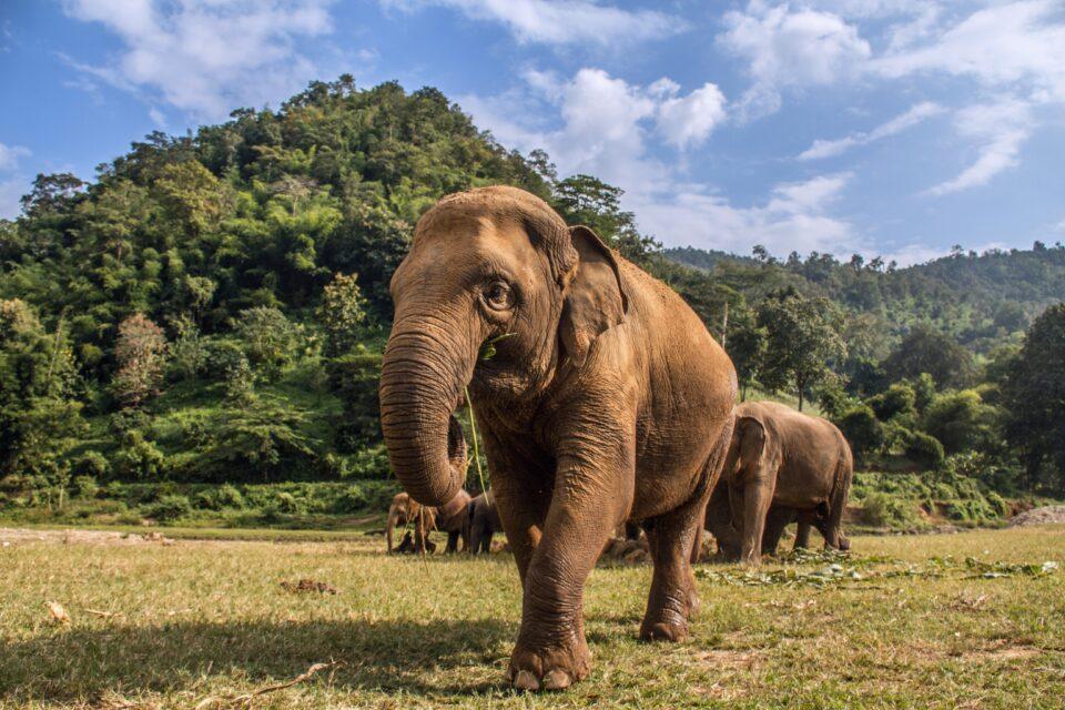 Protecting existing nature parks is just as important as creating new ones
