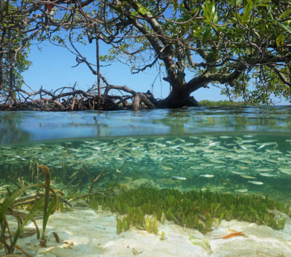 Split,View,In,The,Mangrove,With,Tree,Above,Water,Surface