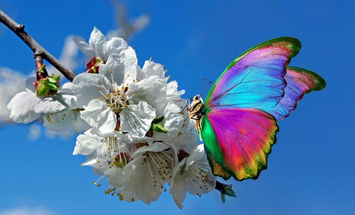 Extreme weather has increased seasonal insect activity