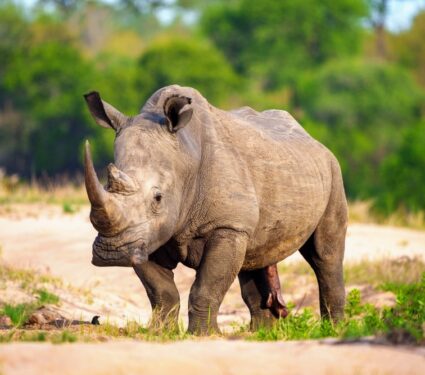 2023/06/Southern-white-rhinos2.jpg