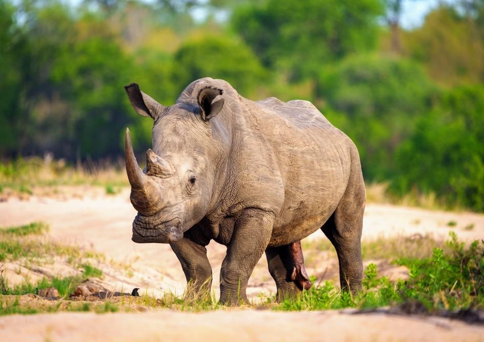 Reproductive success of southern white rhinos linked to gut microbiome