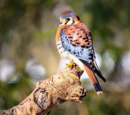 American-Kestrel.jpg