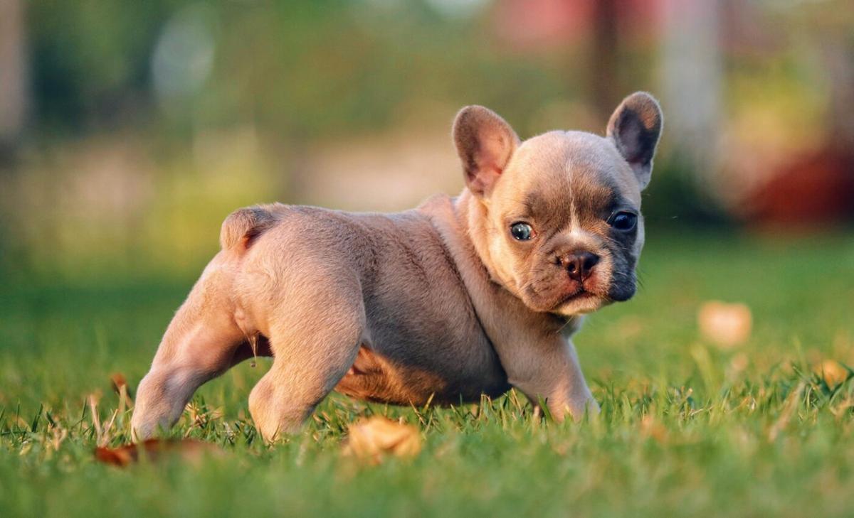 Flat-faced dogs remain wildly popular despite severe health risks