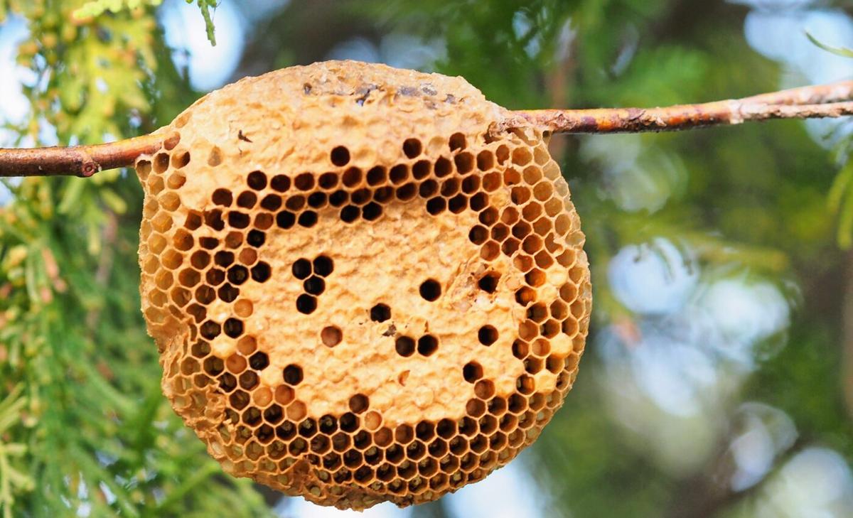 Honeybees have surprising abilities to maintain their nest structure