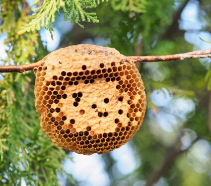 Honeybee-nest.jpg