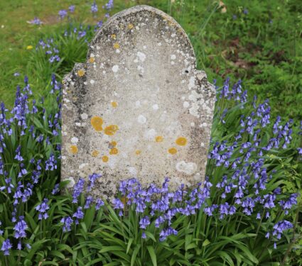 Closeup,Of,Bluebell,Flowers,Seen,Around,An,Unmarked,Grave,Stone.