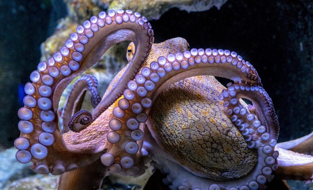 Octopuses adapt to seasonal temperatures by rewiring their brains
