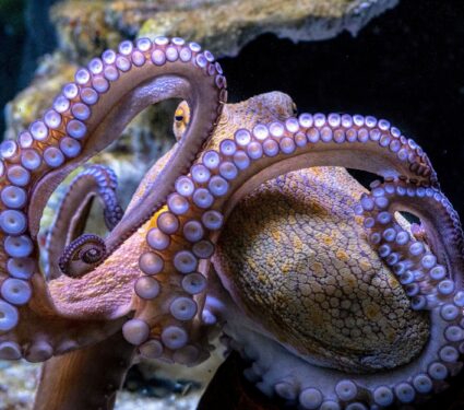 Octopuses2.jpg