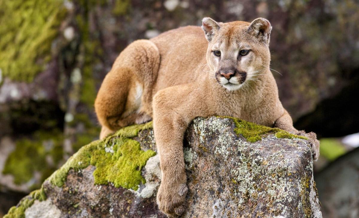 Behavior of land mammals changed dramatically during COVID-19 lockdowns
