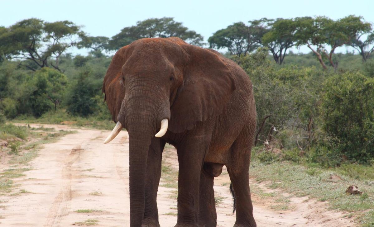 Vanishing giants: Study reveals shocking decline of large mammals in Africa