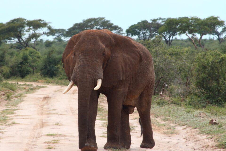 Vanishing giants: Study reveals shocking decline of large mammals in Africa