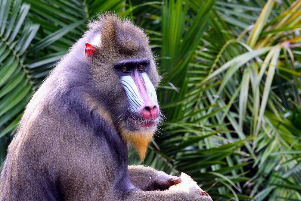 Gradual release of rescued primates into the wild is highly effective