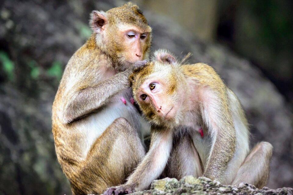 Monkeys with greater social tolerance have more self-control