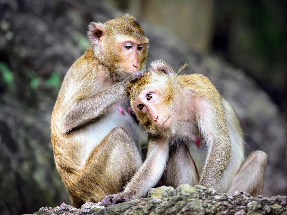Monkeys with greater social tolerance have more self-control
