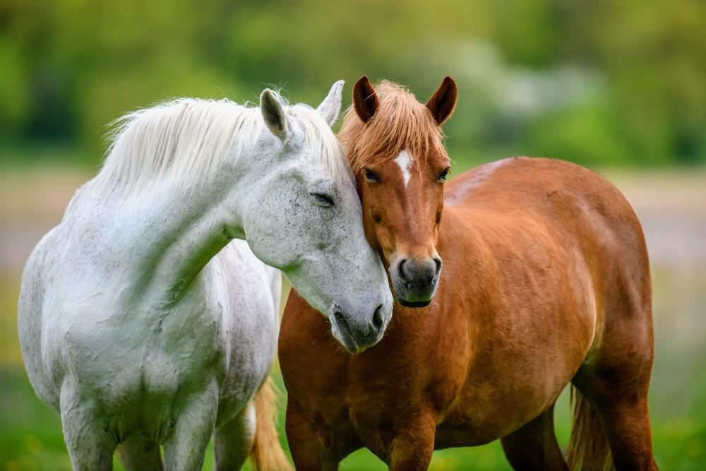 Horses have complex emotions, but interpreting them has proven difficult