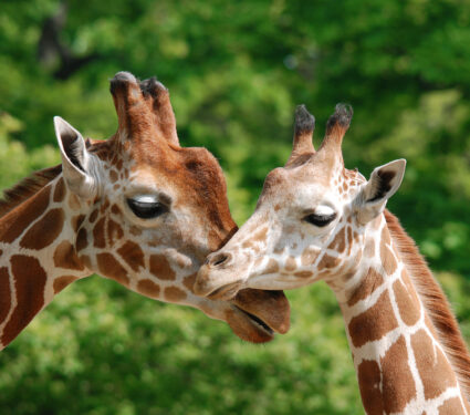 The,Giraffe,(giraffa,Camelopardalis),Is,An,African,Even-toed,Ungulate,Mammal,