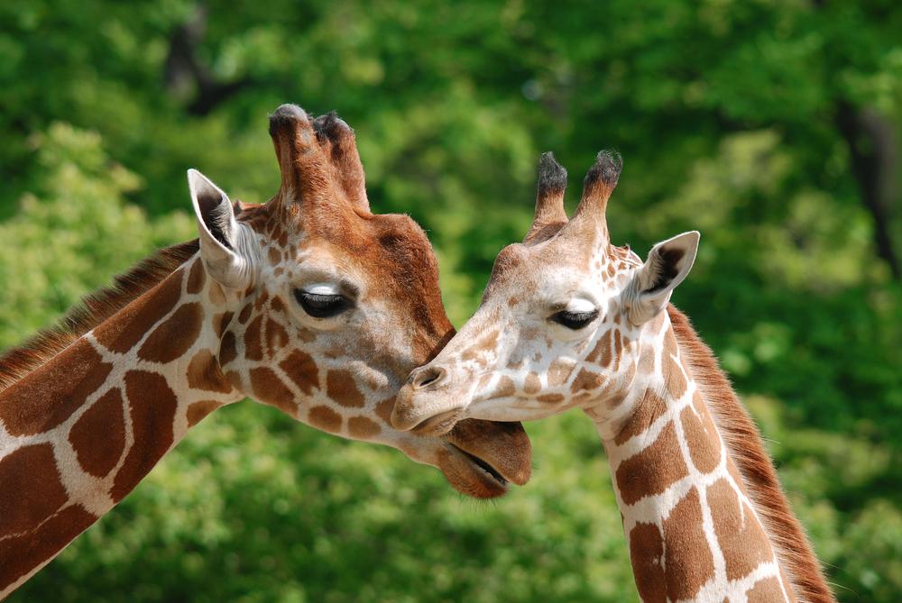 Masai giraffes are nearing critically endangered status