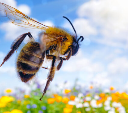 bumblebee_flying_flowers_1medium.jpg