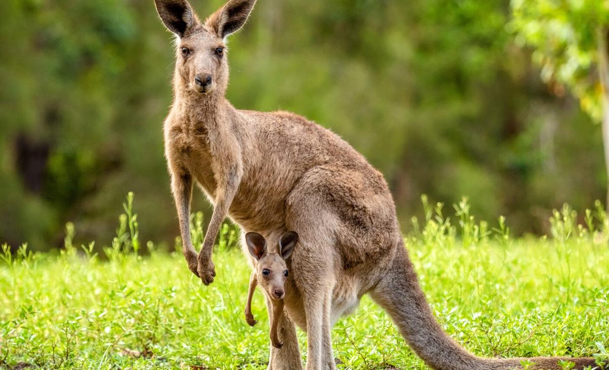 Not all kangaroo ancestors hopped as a means of locomotion