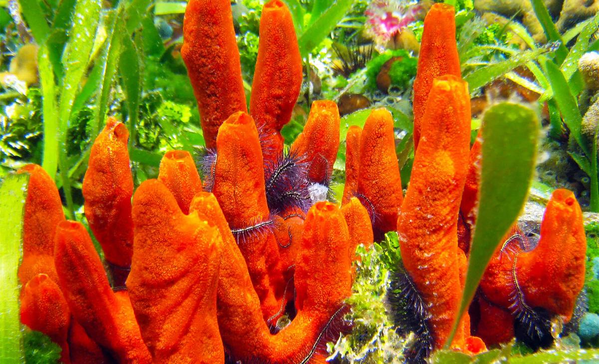 Sea sponges play a critical role in the ocean, and they are rapidly vanishing