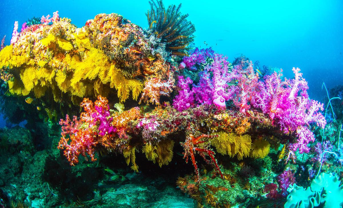 Coral reefs in some parts of the world actually benefit from warming El Niño events